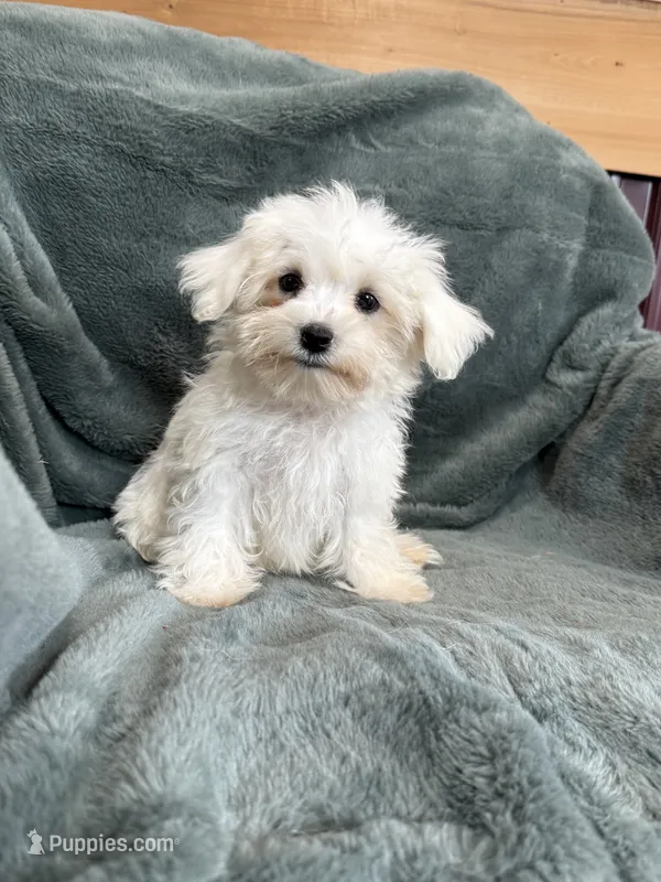 Harris – Maltese puppy for sale in Irvington, KY