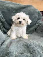Harris, a male Maltese for sale in Irvington, KY – 1 of 7