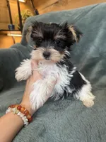 Yarrow, a male Yorkshire Terrier for sale in Irvington, KY – 6 of 6