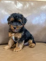 Petey, a male Yorkipoo for sale in Irvington, KY – 9 of 10