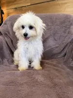 SALE!!! Hazel, a female Maltese for sale in Irvington, KY – 5 of 10