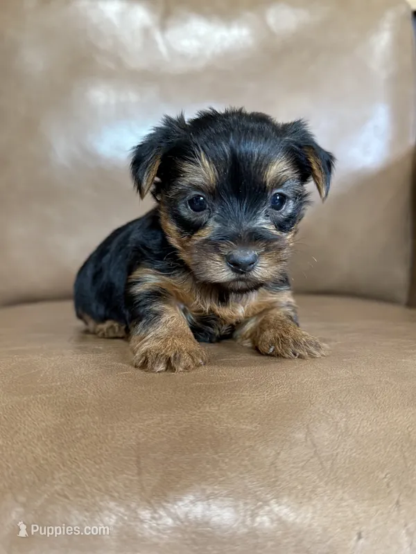 Boo – Yorkshire Terrier puppy for sale in Irvington, KY