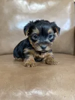 Boo, a male Yorkshire Terrier for sale in Irvington, KY – 1 of 10