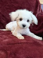 Harris, a male Maltese for sale in Irvington, KY – 9 of 10