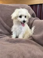 Henny, a female Maltese for sale in Irvington, KY – 2 of 10