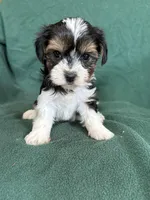 Sunny, a male Yorkshire Terrier for sale in Irvington, KY – 9 of 10