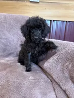 Friskie, a female Poodle - Toy  for sale in Irvington, KY – 8 of 10