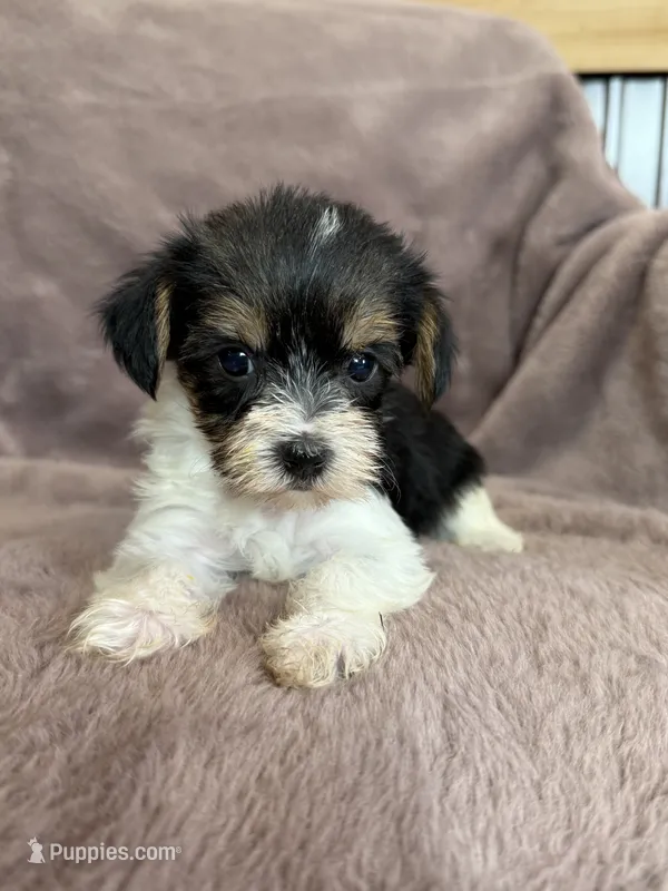 Stella – Yorkshire Terrier puppy for sale in Irvington, KY