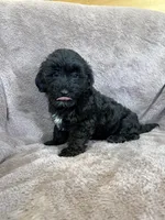 Paisley, a female Yorkipoo for sale in Irvington, KY – 2 of 10