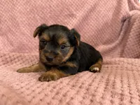 Belinda, a female Yorkshire Terrier for sale in Irvington, KY – 9 of 9