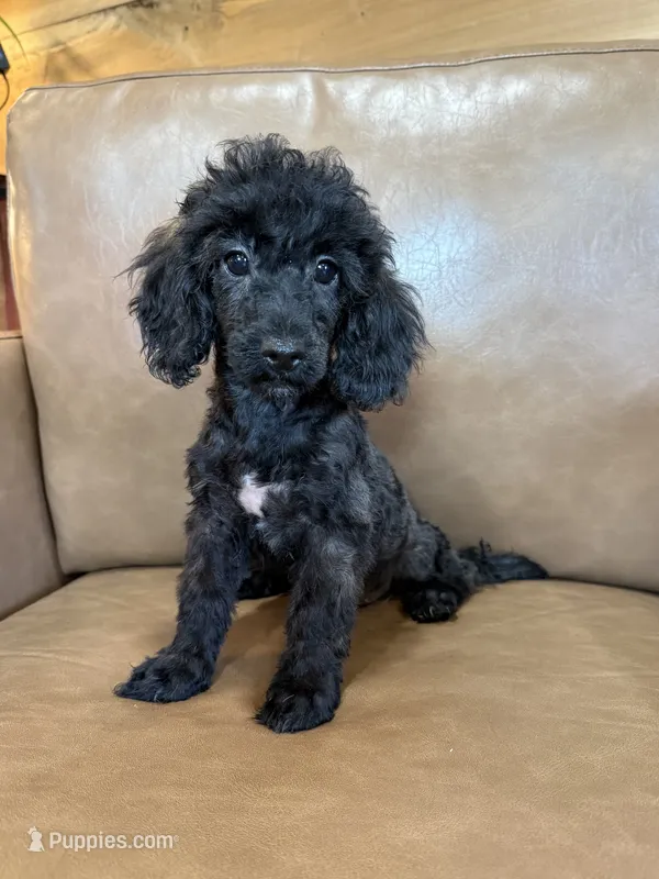 Bob – Poodle - Toy  puppy for sale in Irvington, KY