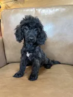 Bob, a male Poodle - Toy  for sale in Irvington, KY – 1 of 10