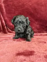 Pearl, a female Yorkipoo for sale in Irvington, KY – 4 of 10