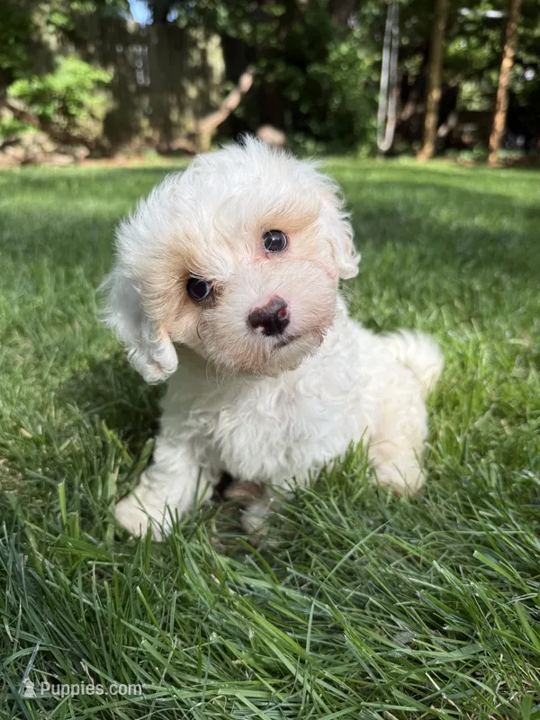 Juno – Maltipoo puppy for sale in Irvington, KY