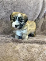 Felicity, a female Maltese and Yorkshire Terrier for sale in Irvington, KY – 10 of 10