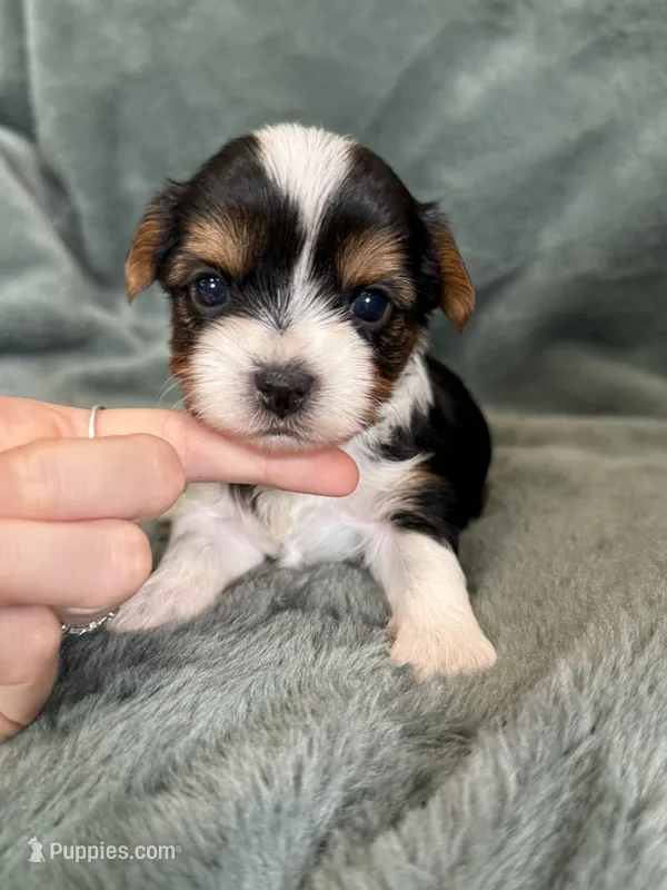 Sunny – Yorkshire Terrier puppy for sale in Irvington, KY