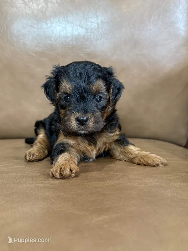 Petey – Yorkipoo puppy for sale in Irvington, KY