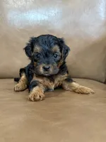 Petey, a male Yorkipoo for sale in Irvington, KY – 1 of 6