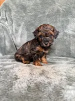 Phantom boy, a male Poodle - Toy  for sale in Irvington, KY – 8 of 10