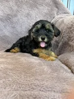 Pixie, a female Yorkipoo for sale in Irvington, KY – 3 of 10