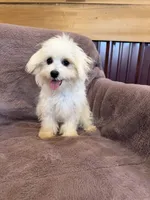SALE!!! Hazel, a female Maltese for sale in Irvington, KY – 9 of 10