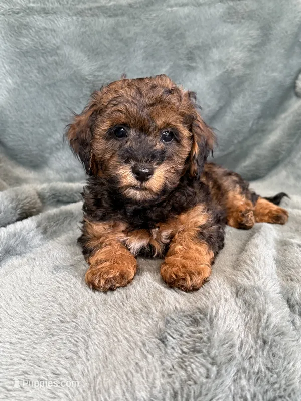 Brody – Poodle - Toy  puppy for sale in Irvington, KY