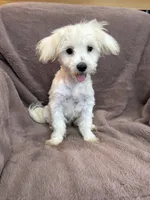 Hannah, a female Maltese for sale in Irvington, KY – 10 of 10
