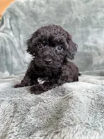 Black boy, a male Poodle - Toy  for sale in Irvington, KY – 8 of 10