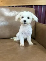 Harris, a male Maltese for sale in Irvington, KY – 2 of 10