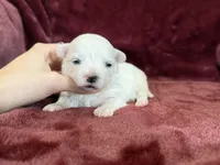 Helen, a female Maltese for sale in Irvington, KY – Photo 6 of 7