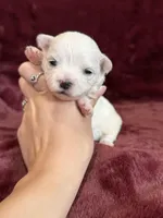 Helen, a female Maltese for sale in Irvington, KY – Photo 2 of 7