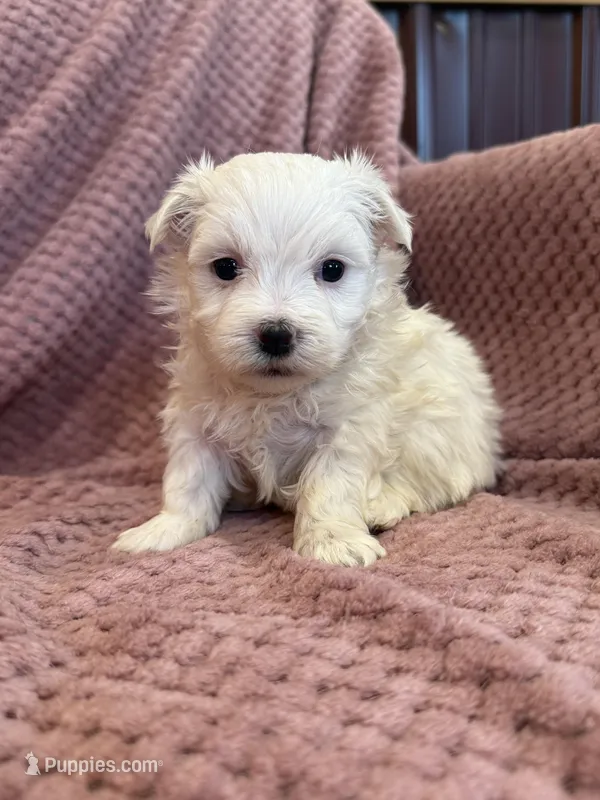 Hannah – Maltese puppy for sale in Irvington, KY