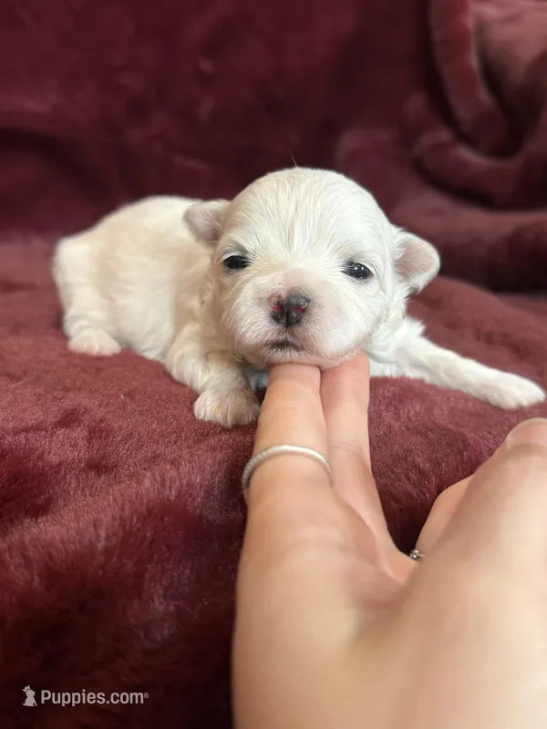 Helen – Maltese puppy for sale in Irvington, KY