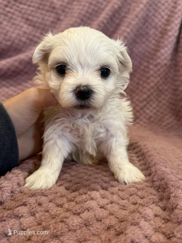 Helen – Maltese puppy for sale in Irvington, KY