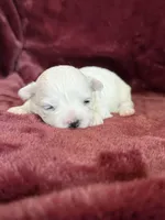 Helen, a female Maltese for sale in Irvington, KY – Photo 4 of 7