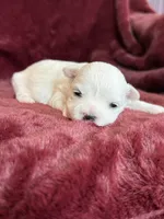 Helen, a female Maltese for sale in Irvington, KY – Photo 7 of 7