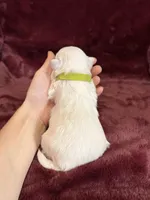 Helen, a female Maltese for sale in Irvington, KY – Photo 3 of 7