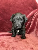 Paisley, a female Yorkipoo for sale in Irvington, KY – 7 of 8