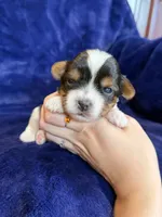 Sunny, a male Yorkshire Terrier for sale in Irvington, KY – 2 of 5