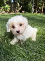 Juno, a male Maltipoo for sale in Irvington, KY – 3 of 10