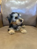 Apollo, a male Yorkshire Terrier for sale in Irvington, KY – 4 of 10