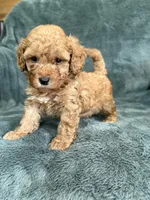 Red boy, a male Poodle - Toy  for sale in Irvington, KY – 4 of 8