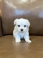 Harris, a male Maltese for sale in Irvington, KY – 5 of 6