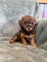 Brody, a male Poodle - Toy  for sale in Irvington, KY – 5 of 6