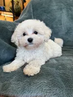 Theodore, a male Maltipoo for sale in Irvington, KY – 6 of 10