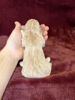 Trixie, a female Maltipoo for sale in Irvington, KY – Photo 3 of 3