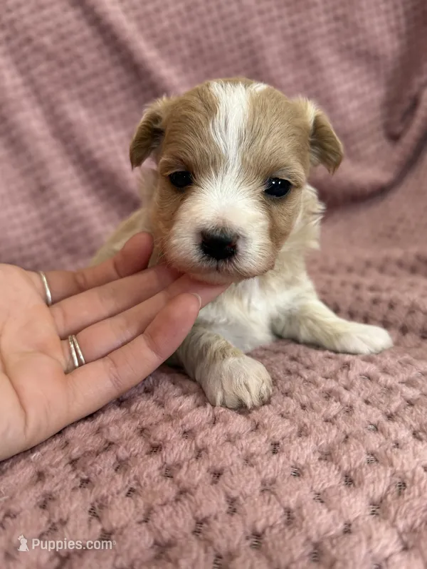 Trixie – Maltipoo puppy for sale in Irvington, KY