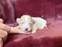 Trixie, a female Maltipoo for sale in Irvington, KY – Photo 2 of 3