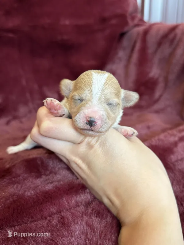Trixie – Maltipoo puppy for sale in Irvington, KY