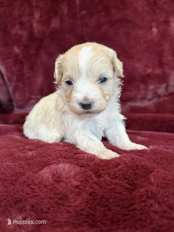 Dewdrop – Maltipoo puppy for sale in Irvington, KY